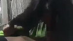Village Girl Sucking Dick