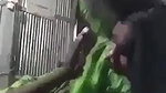 Village Girl Sucking Dick