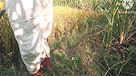 Desi paddy harvesting, new daughter-in-law’s father-in-law fucked. Hindi conversation. HQ XDES