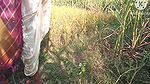 Desi paddy harvesting, new daughter-in-law’s father-in-law fucked. Hindi conversation. HQ XDES