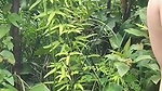 Beautiful girl fucking in jungle
