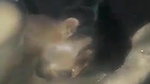 Devar bhabhi fucking