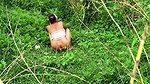 Bengail Ritu Boudi Jungle toilet sex