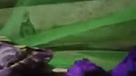 Bhabhi Pussy Fingered By Husband