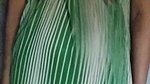 VID-20241-WA0124574281
