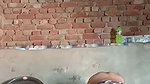 Vill Devar bhabhi having