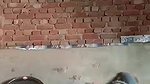 Vill Devar bhabhi having