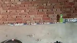 Vill Devar bhabhi having