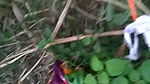 Village virgin girl Fucking In Jungle