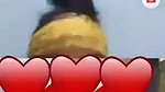 Desi village wife live on cam