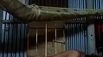 Horny Boudi Masturbating and Riding pillow