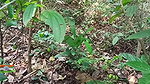 Village school girl jungle chudai