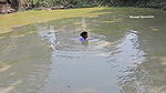 Amazing Mouni Hanshda Net fishing in Village pond