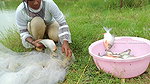 Amazing Mouni Net Fishing Piranha Fish