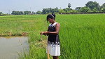Amazing Net Fishing in Village  paddy field