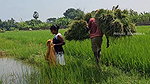 Amazing Net Fishing in Village  paddy field