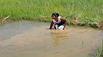 Amazing Net Fishing in Village  paddy field