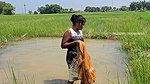 Amazing Net Fishing in Village  paddy field