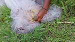 Amazing Net Fishing in village pond-