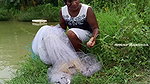 Amazing Net Fishing in village pond-