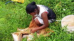 Amazing village Girl Fishing video-d
