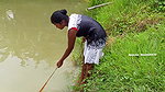 Amazing Village Girl Fishing Video
