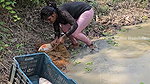 Amazing Village girl Net Fishing in Village pond