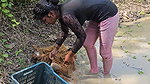 Amazing Village girl Net Fishing in Village pond
