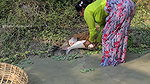 Amazing Village girl new Net  Fishing video