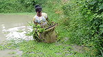 Amazing Village Lady Hand Fishing-da