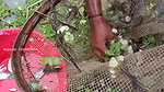 Amazing Village Lady Hand Fishing-da