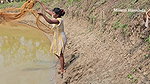 Amazing Village Lady Mouni Net Fishing in Muddy Wa