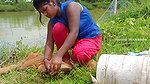 Amazing Village Net fishing video-da