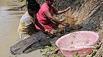 Amazing Village Women Fishing video with Mouni Fis