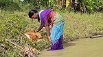 Amazing Village Women Fishing video
