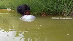 Amazing Village women Hand fishing-d