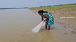 Amazing Village Women Net Fishing in Bay of Bengal