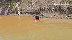 Amazing Village Women Net Fishing in Muddy Water