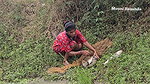 Amazing Village Women Net Fishing Video