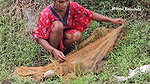Amazing Village Women Net Fishing Video