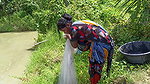 Amazing Village women net fishing-da