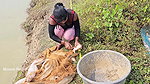 Bengali girl net fishing in Village pond