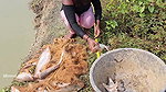 Bengali girl net fishing in Village pond