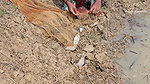 Incredible Village Women net fishing in Pon