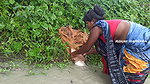 Village women caught Big barramundi Fis
