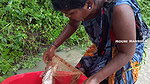Village women caught Big barramundi Fis