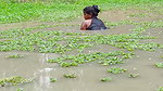 Amaxing Village women fishing Video   Best village