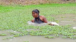 Amaxing Village women fishing Video   Best village