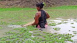 Amaxing Village women fishing Video   Best village