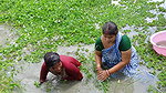 Amazing 2 Village Women Net fishing in Village Pon